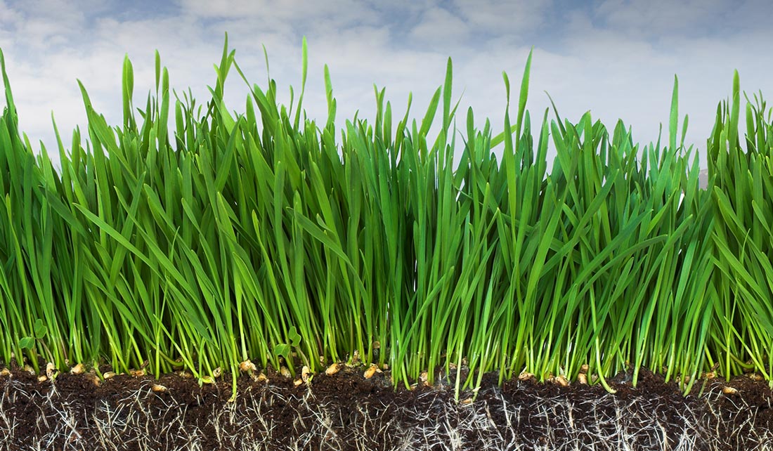 Soak and Cycle Watering Reddi Sprinkler Service